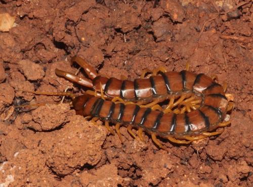 Réf. 228 420 : Scolopendra cingulata
